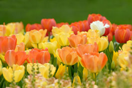 Seasonal Home Maintenance Tips